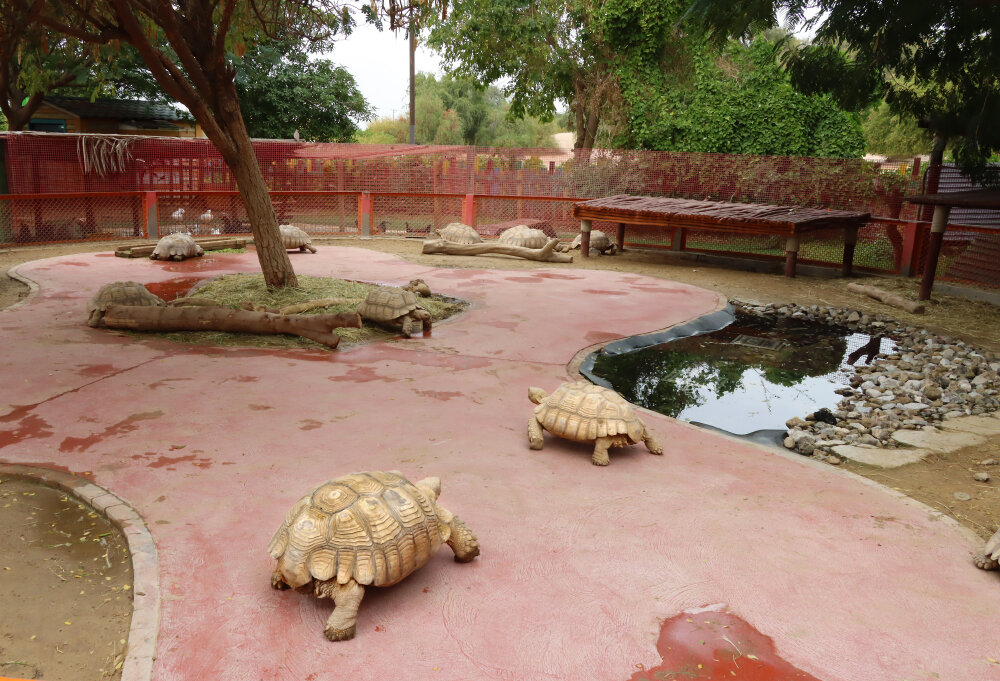 Активная жизнь черепах в сафари-парке - Галина Ильясова