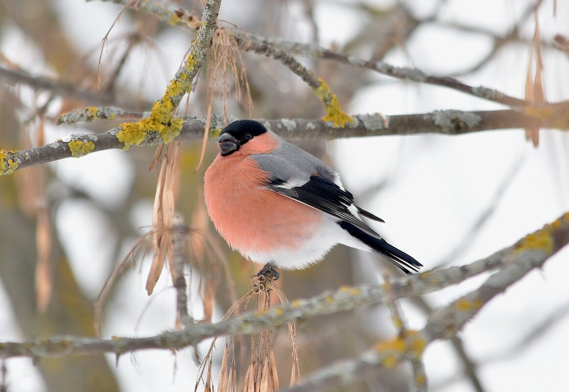 Снегирь. - Алексей .