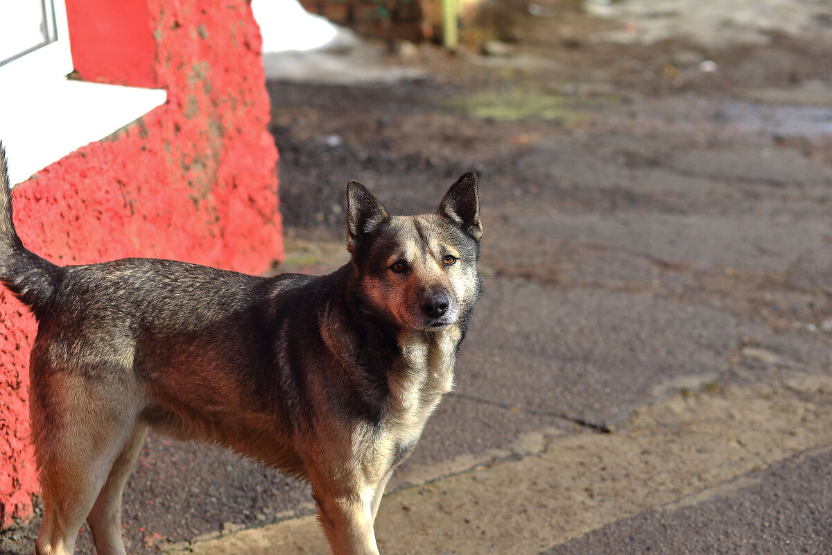 Наш друг Волк, Волчара, Волчок - Юрий Гайворонскiий