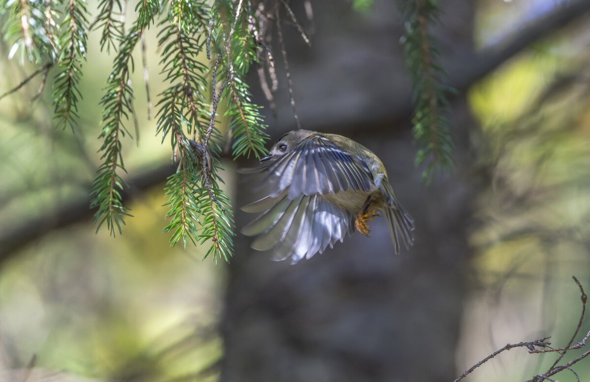 желтоголовый королек. - юрий макаров