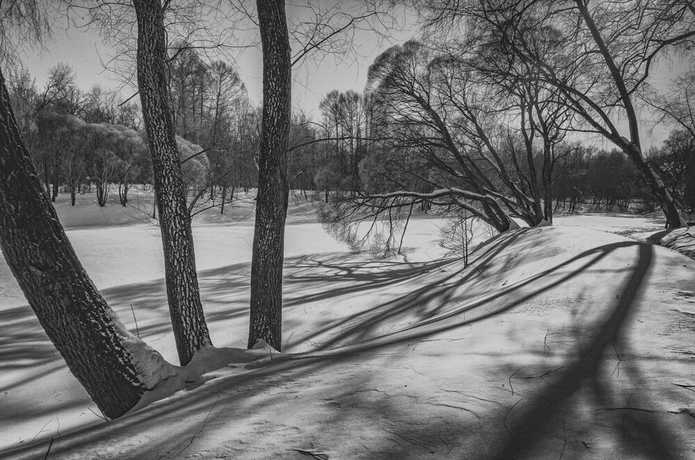 Зима в Ботаническом - Владимир Нефедов