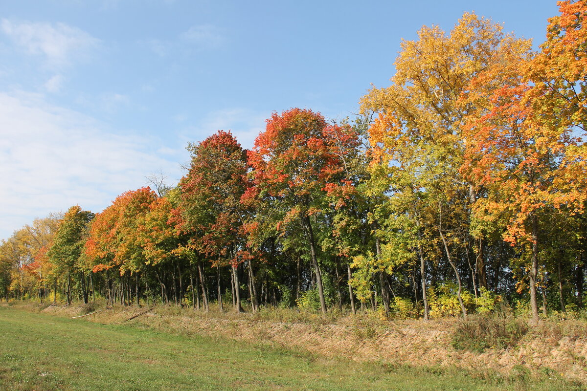 КЛЕНОВАЯ АЛЛЕЯ ВДОЛЬ ДОРОГИ - Валентина КЛЕНОВАЯ АЛЛЕЯ ВДОЛЬ ДОРОГИ - Валентина