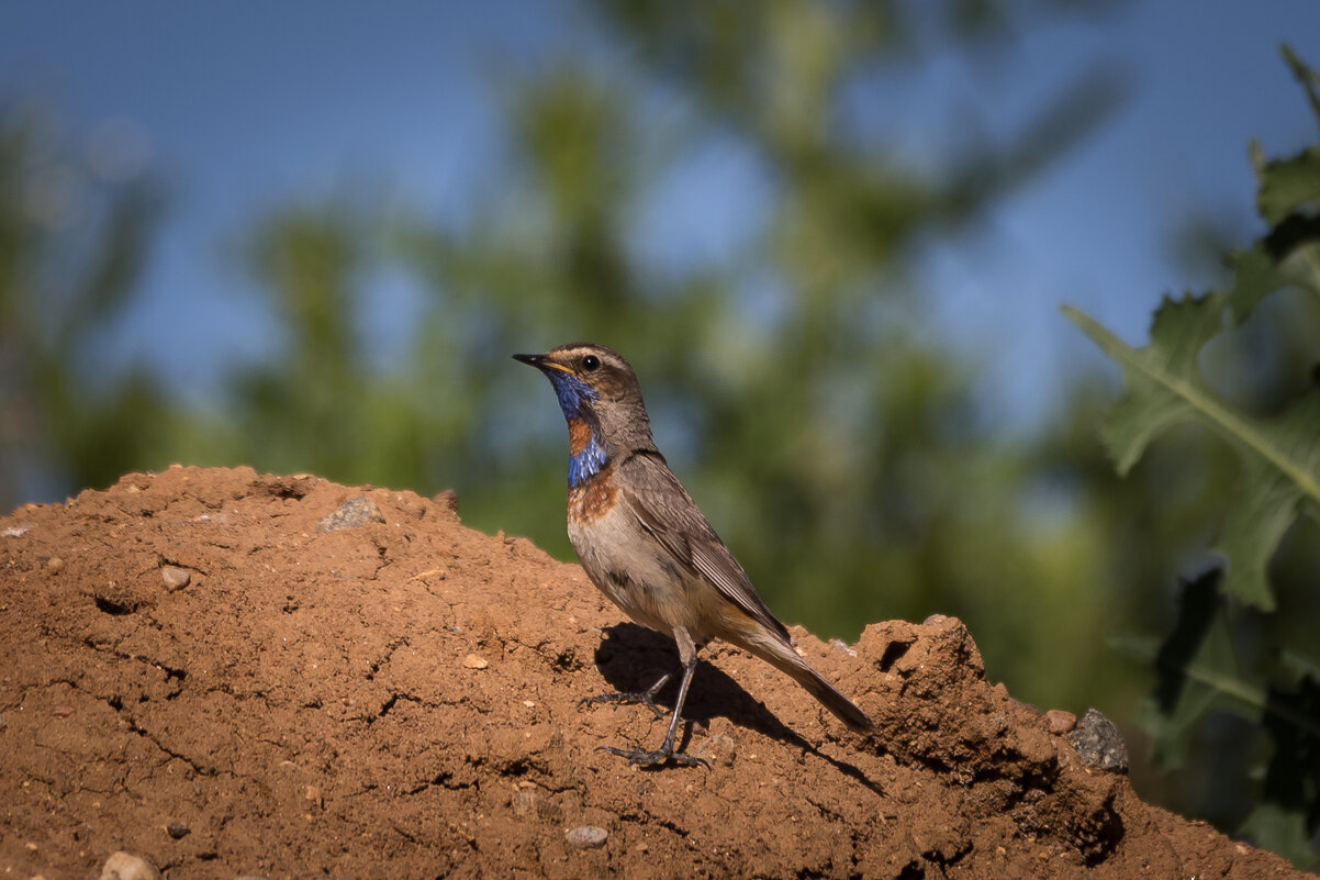 Варакушка - Игорь Шевченко