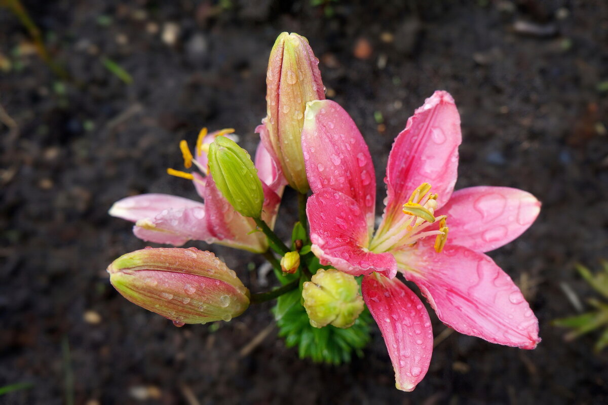 Цветочная фантазия - Юрий Шувалов
