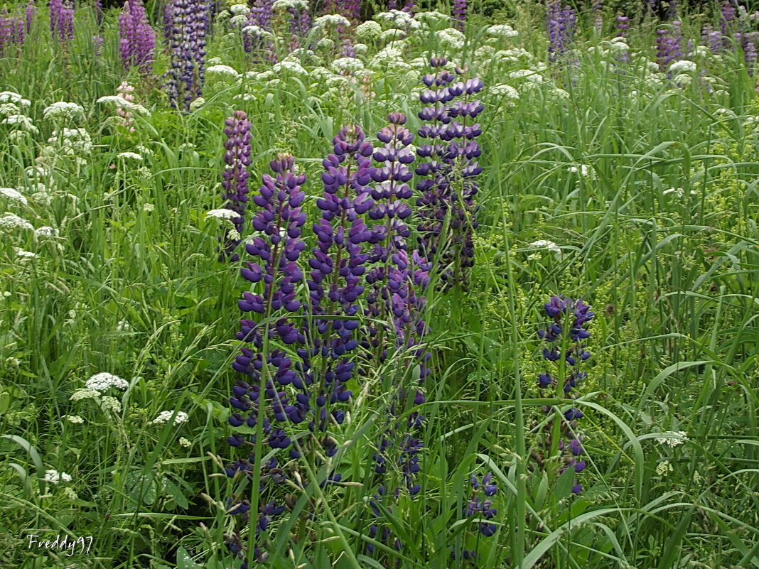 Люпины - Freddy 97