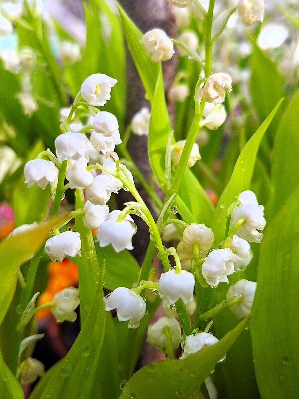 Ландыши - Наталья 