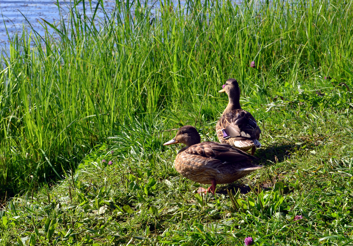 На берегу - Дмитрий Шароватов