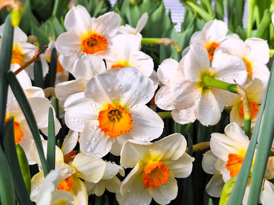 Нарциссы - Наталья 