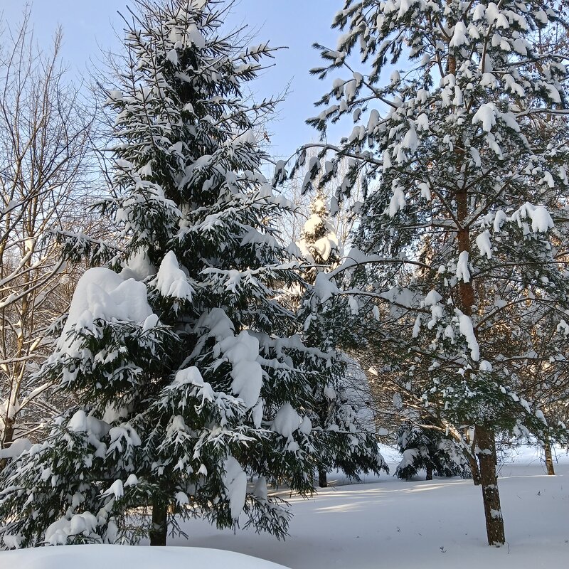 ель и елка - Владимир ель и елка - Владимир