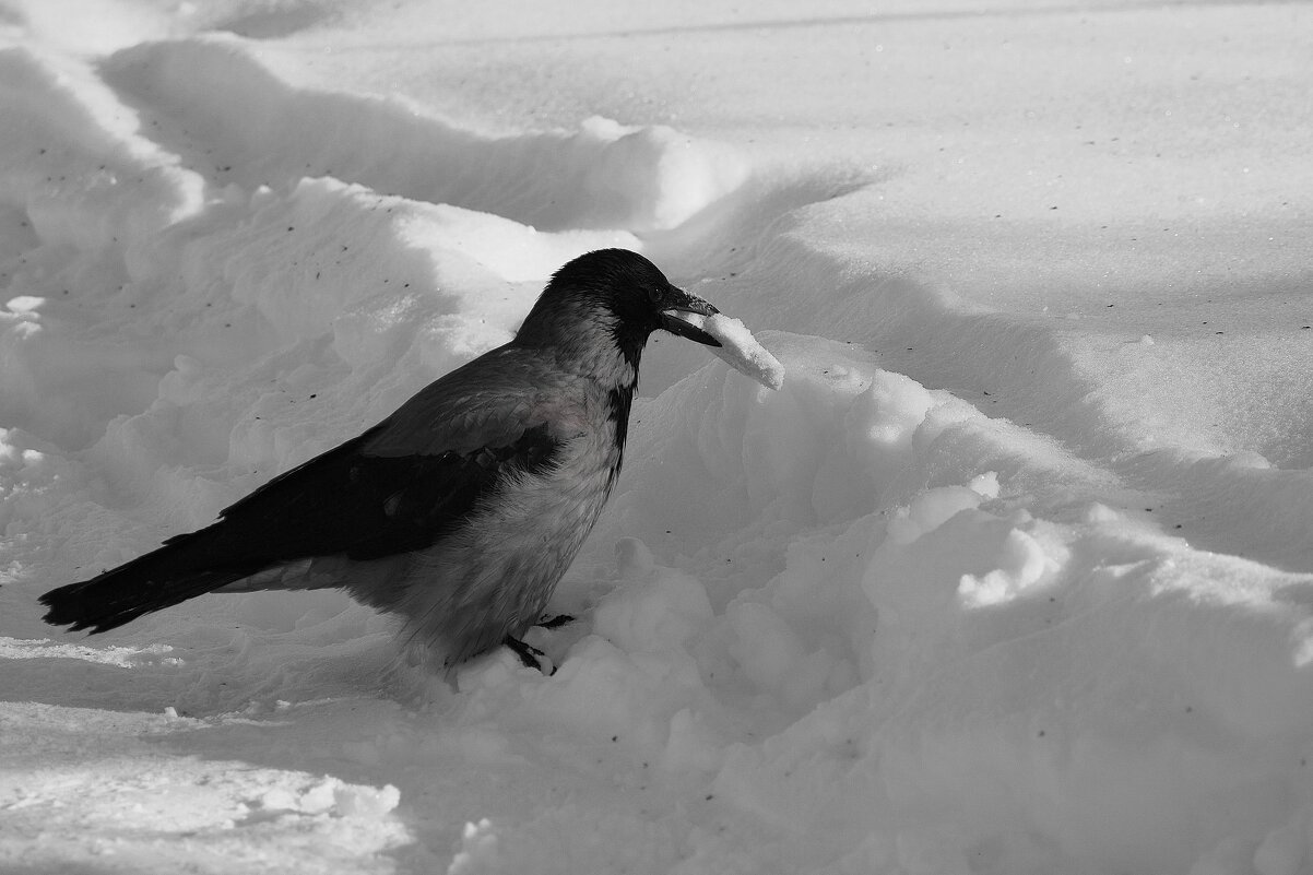 Призадумалась, куда бы спрятать. - Татьяна Помогалова