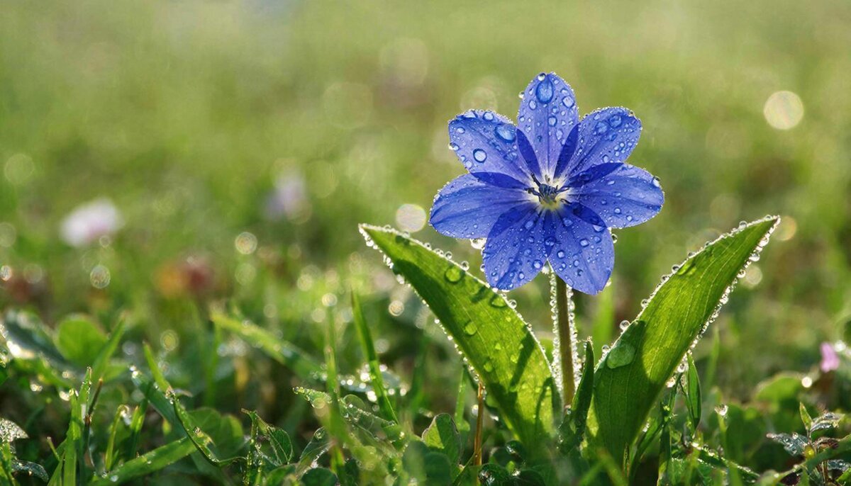 цветы - МАРИЯ ПОПОВА