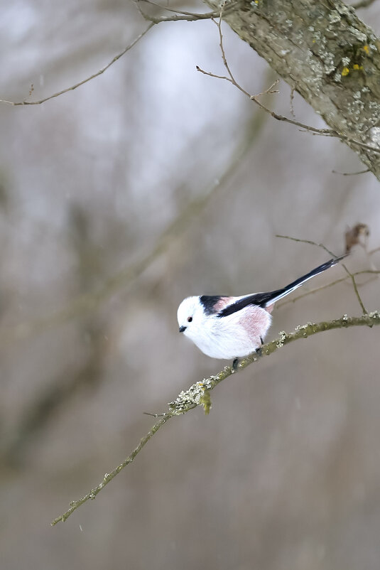 *** - Валерий Черняк