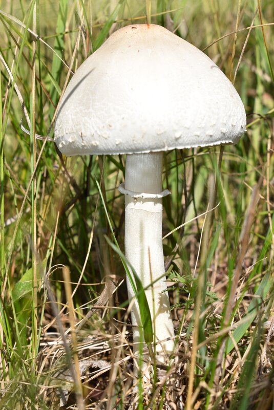 Гриб - Дарья Шуклина