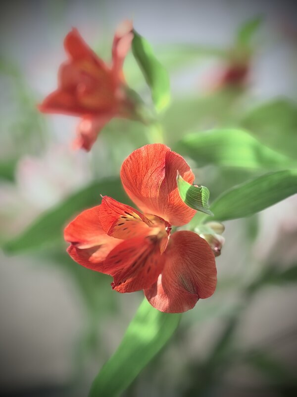 * - Любовь * - Любовь