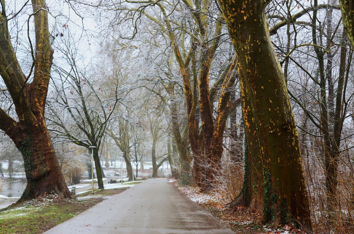Февральская аллея - Юрий. Шмаков