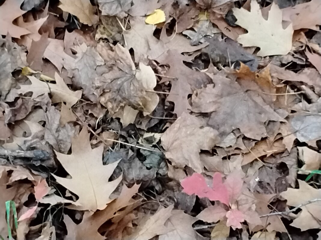 Осенние листья - Дмитрий Никитин