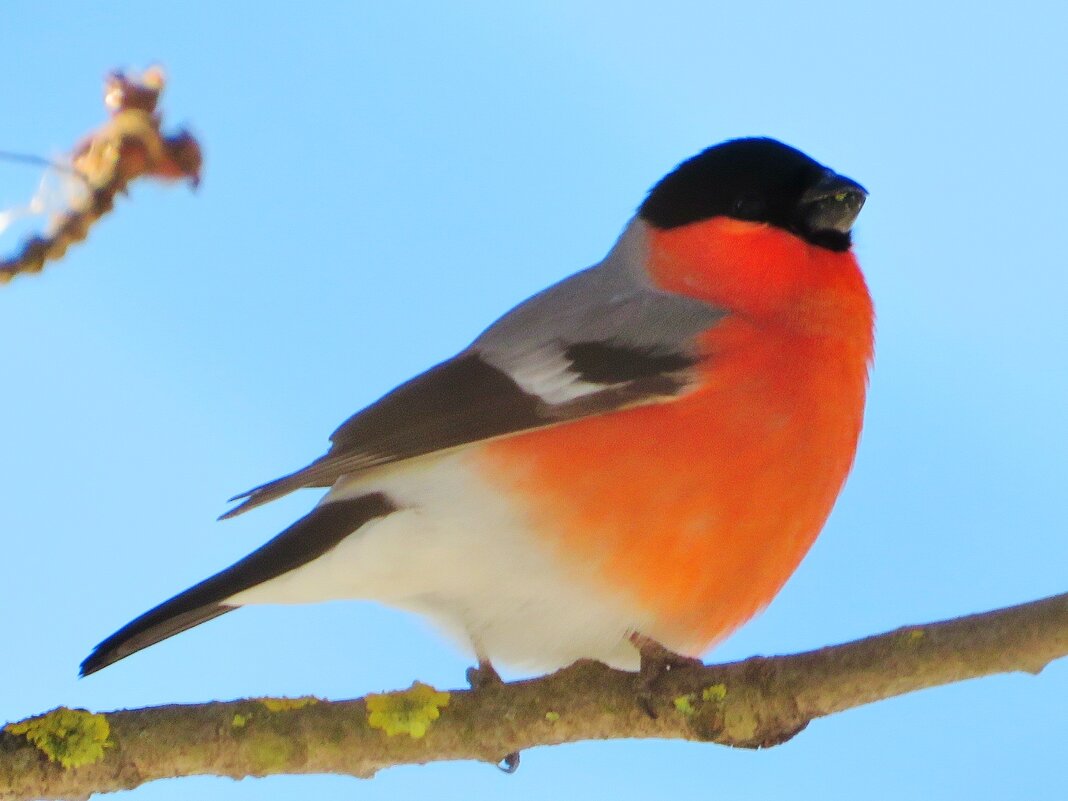 Присел на веточку - Андрей Снегерёв