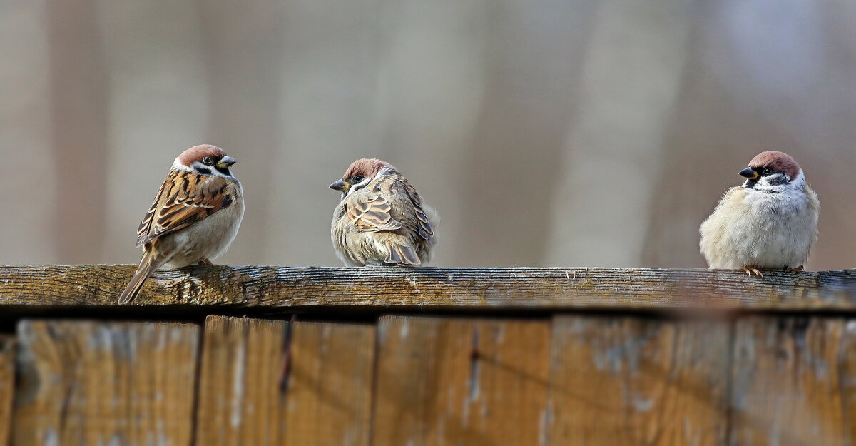 сцена ревности... - Andrey Bragin сцена ревности... - Andrey Bragin