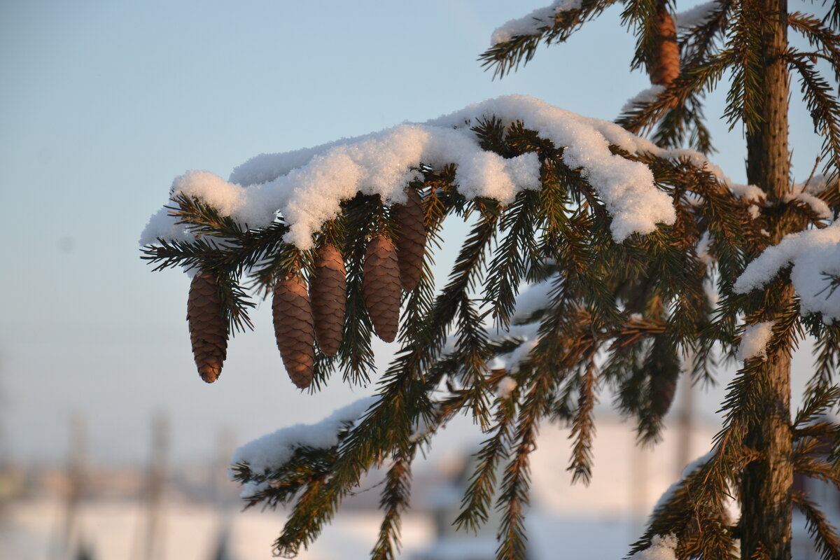 Шишки - Prizrak 777