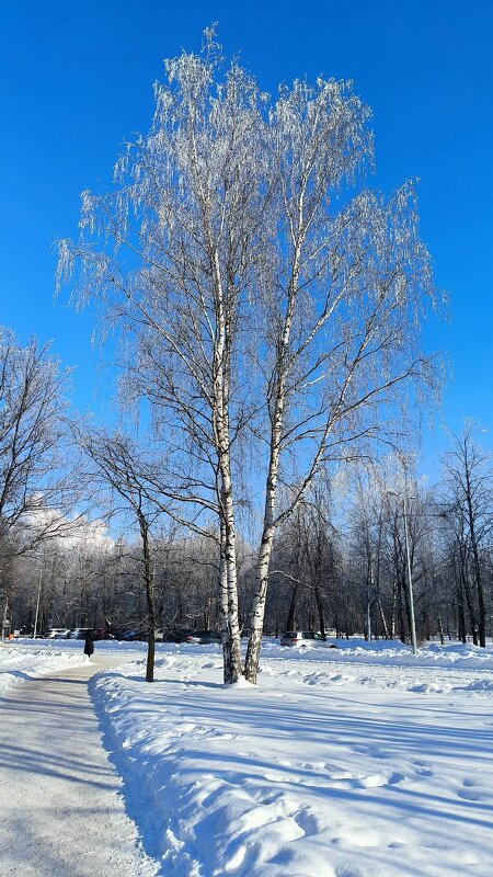Февральская лазурь. - Ольга 