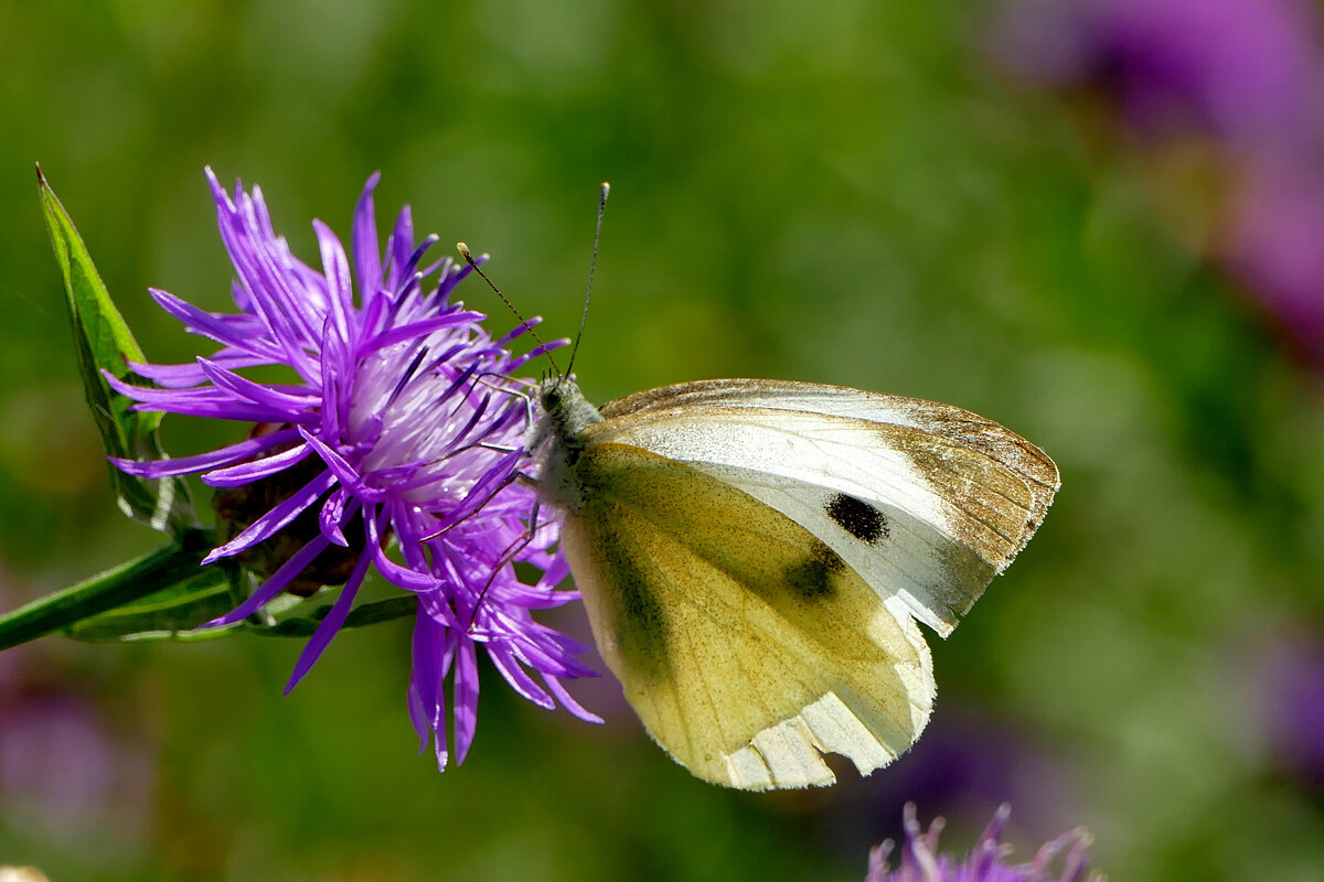 опять про бабочек...461 - Александр Прокудин