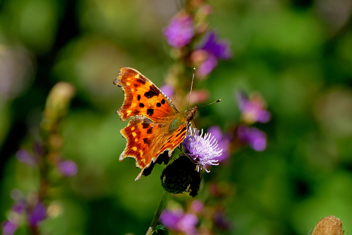 опять про бабочек...464 - Александр Прокудин