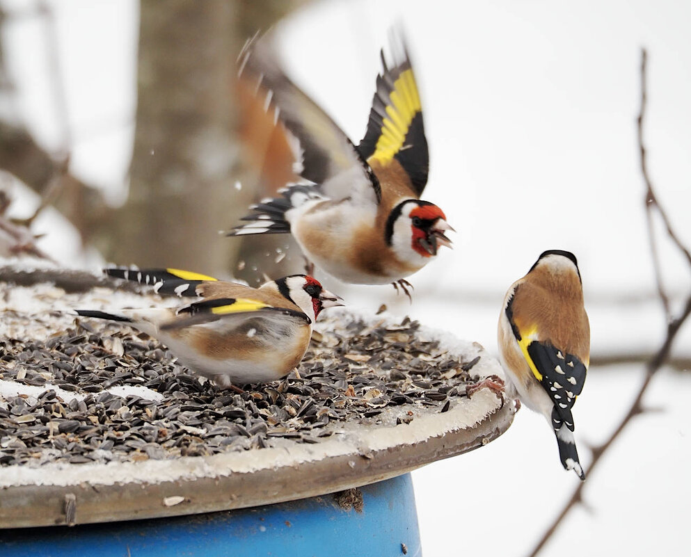 Нет, это мои семечки! - Мария К.