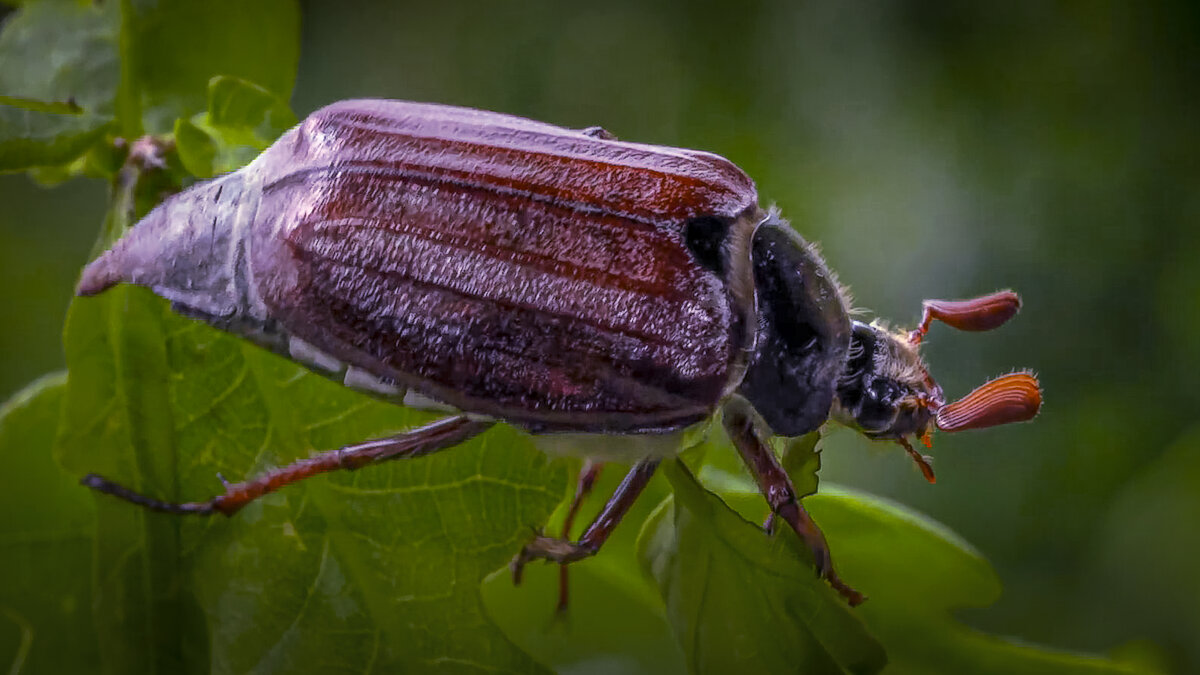 Хрущ майский западный - Aleksey Afonin