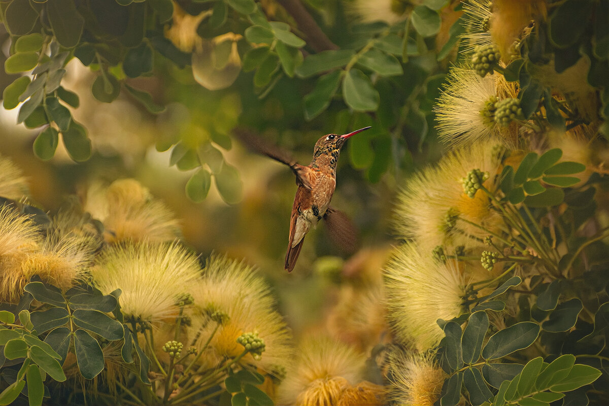 Колибри (самец Родописусе веспер) - Svetlana Galvez