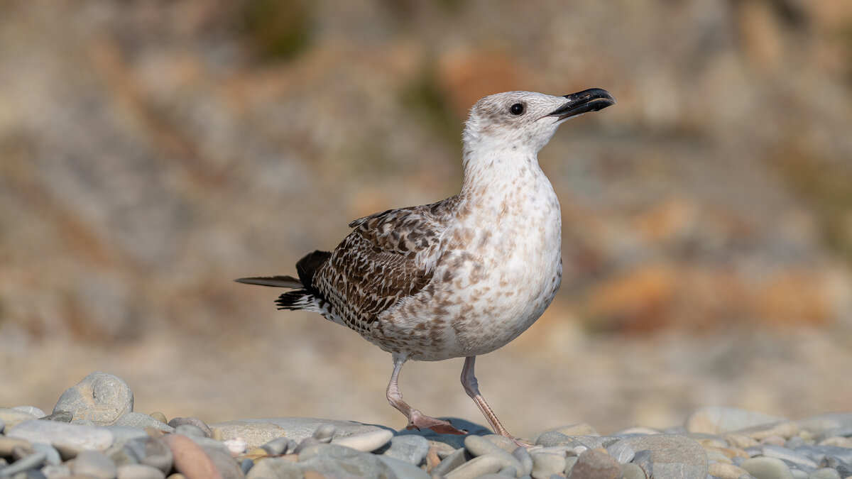 На морском берегу - Владимир Лазарев
