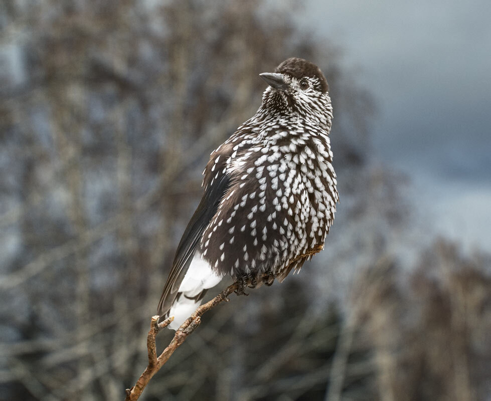 Кедровка - SanSan 