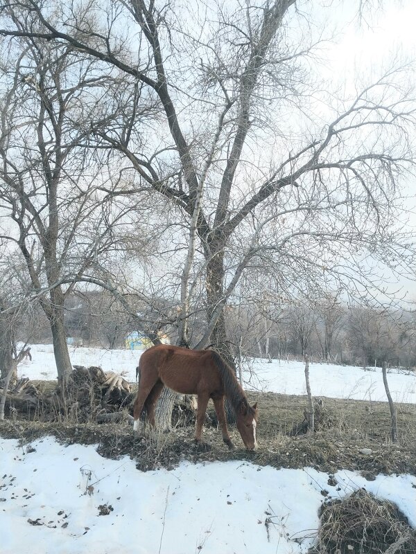 Талгар. - Murat Bukaev 