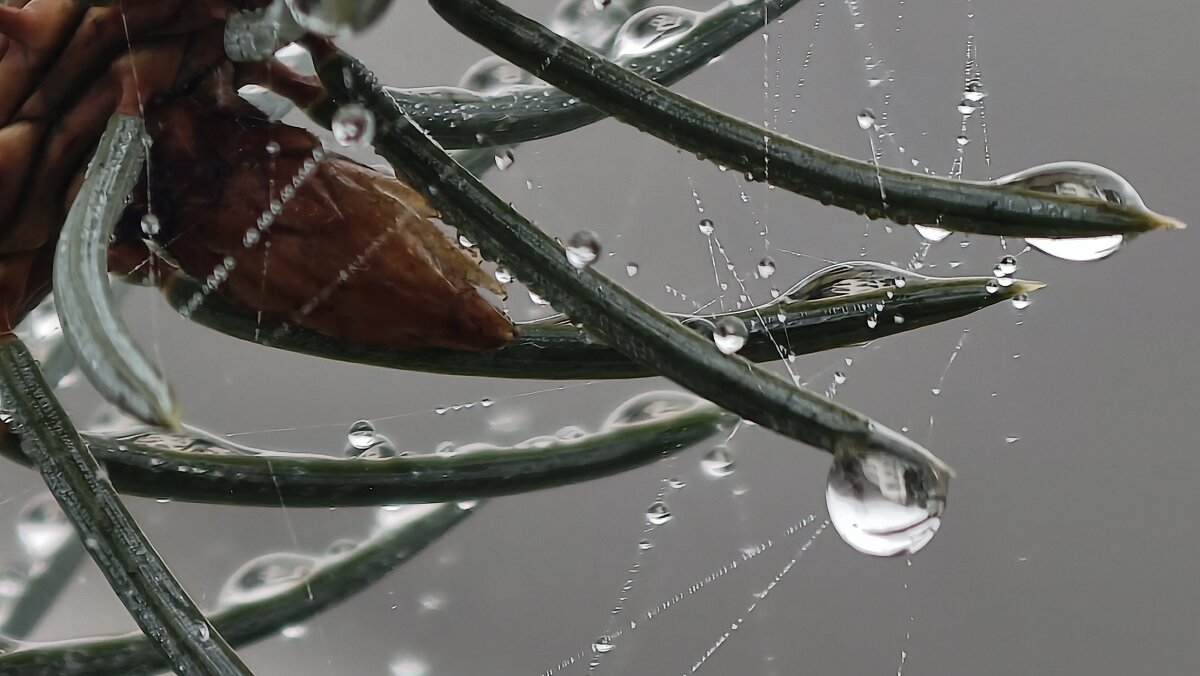 Капли дождя на иголках елочки - Мариша Капли дождя на иголках елочки - Мариша