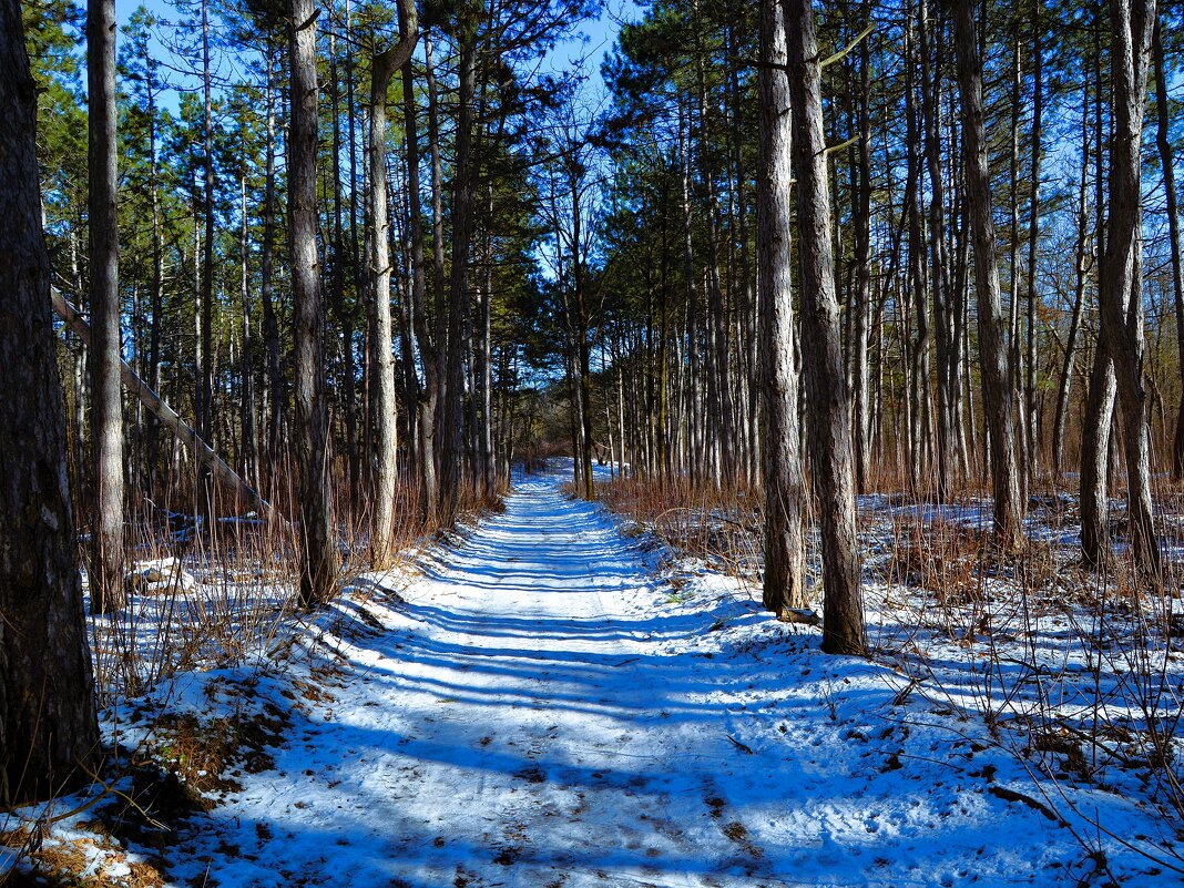 Ростов-на-Дону. Дорога Соснового бора ясным февральским днём. - Пётр Чернега Ростов-на-Дону. Дорога Соснового бора ясным февральским днём. - Пётр Чернега