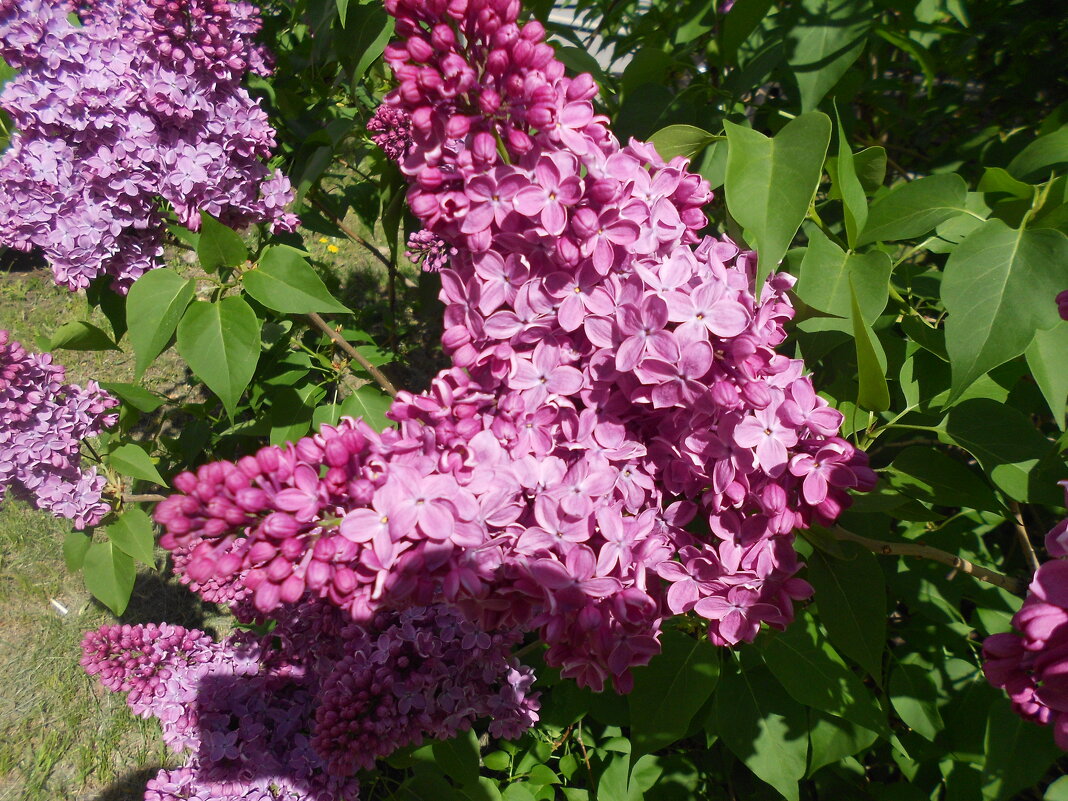 июнь - Елена Шаламова