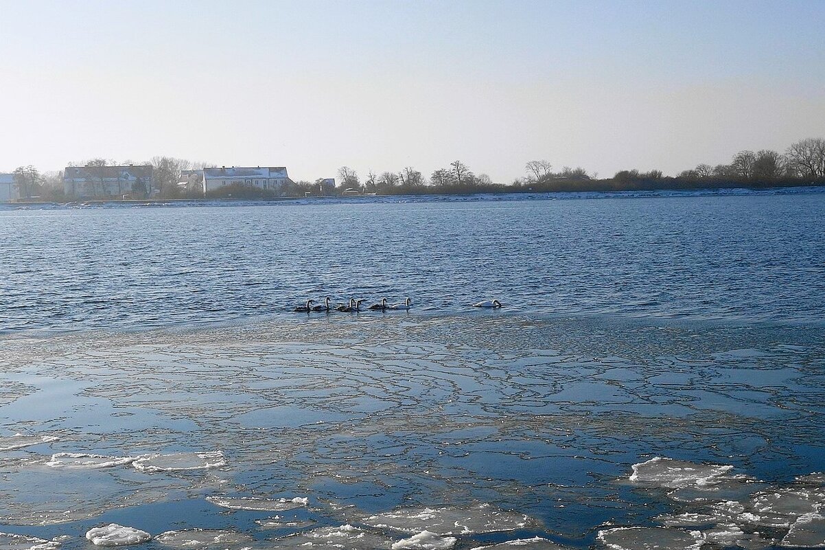 Лебеди на канале, Балтийск - Рита Симонова Лебеди на канале, Балтийск - Рита Симонова