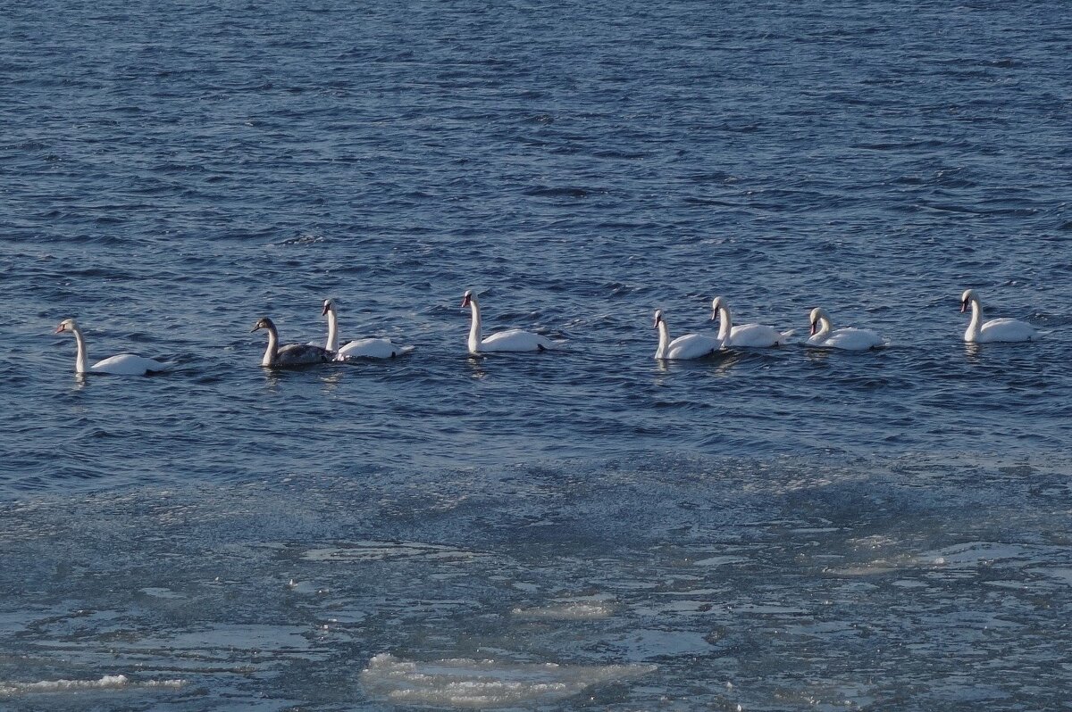 Лебеди на канале, Балтийск - Рита Симонова Лебеди на канале, Балтийск - Рита Симонова
