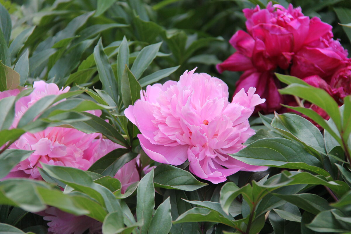 ПИОН - КОРОЛЬ ИЮНЬСКОГО САДА - Валентина ПИОН - КОРОЛЬ ИЮНЬСКОГО САДА - Валентина