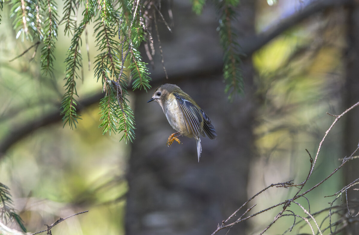 желтоголовый королек. - юрий макаров желтоголовый королек. - юрий макаров