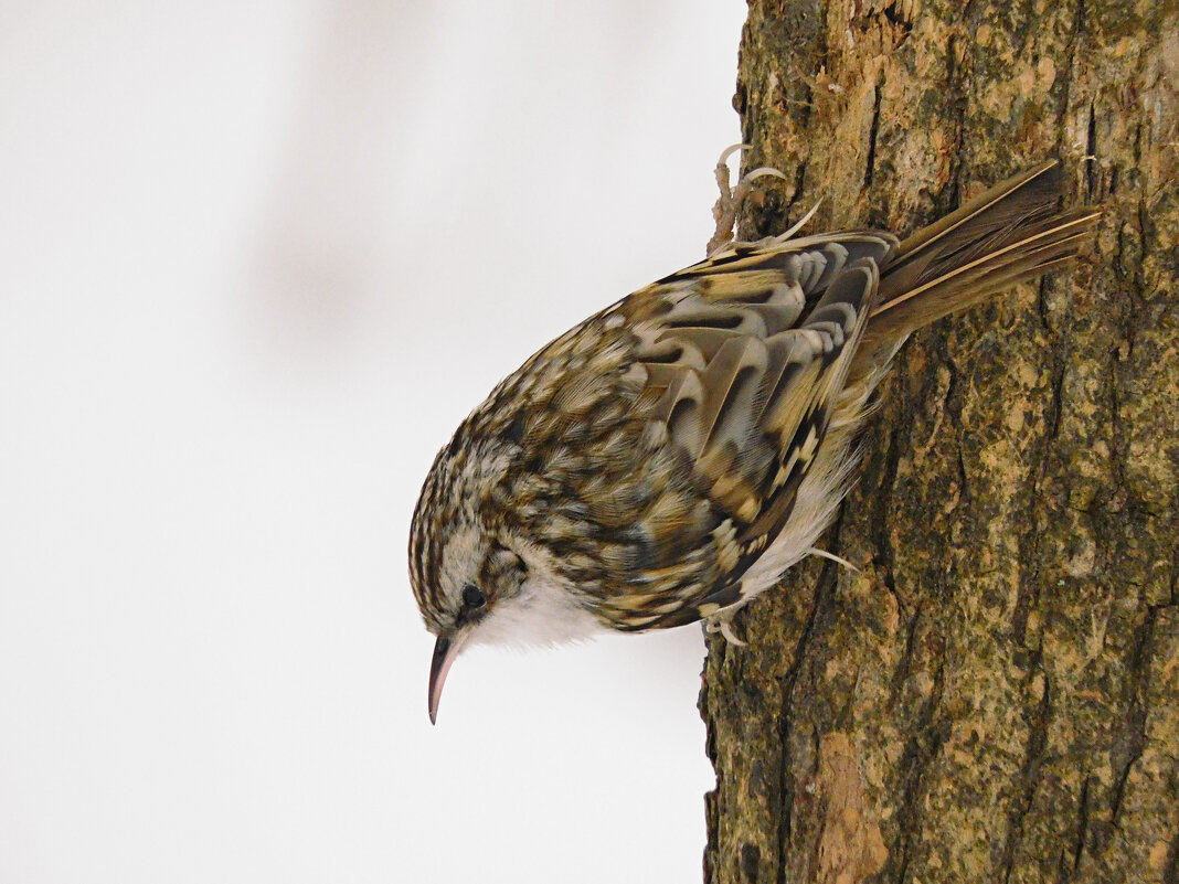 Пищуха - Лина 