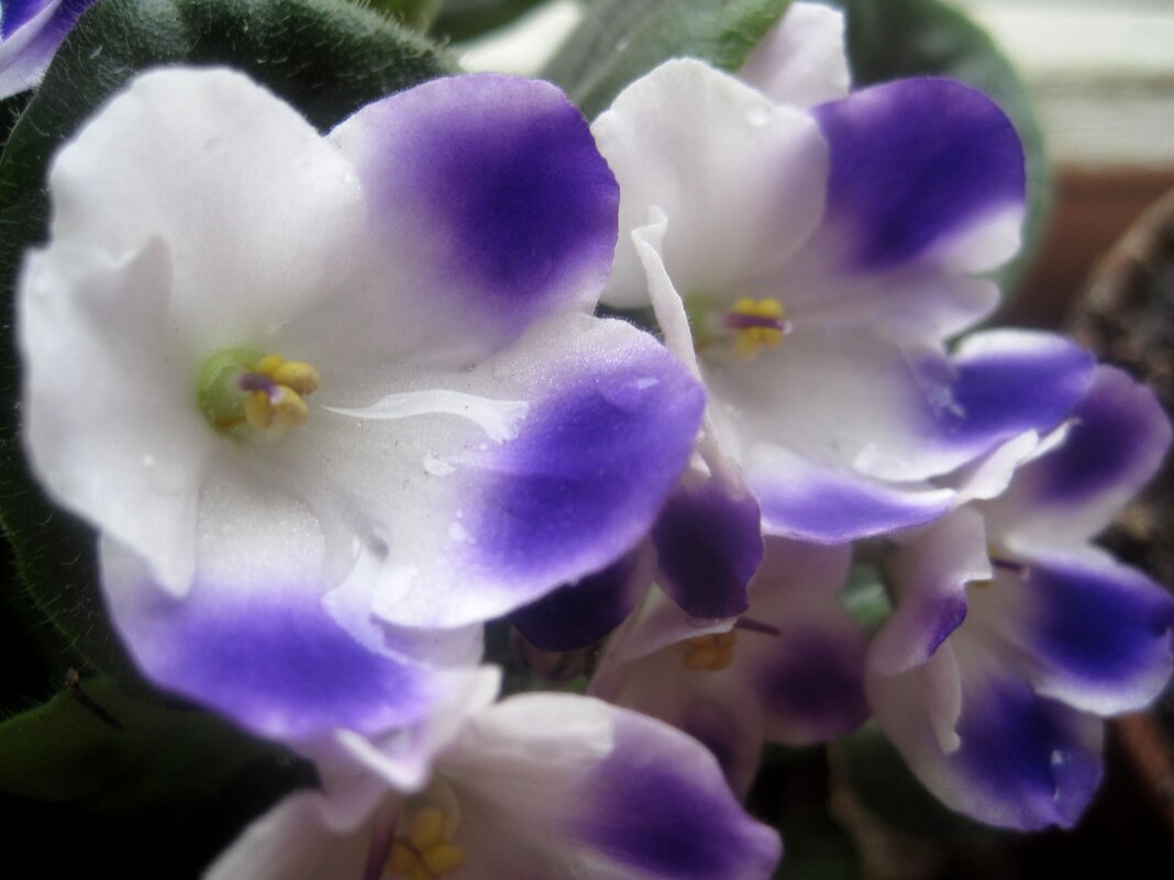 Весенняя радость - Елена Семигина