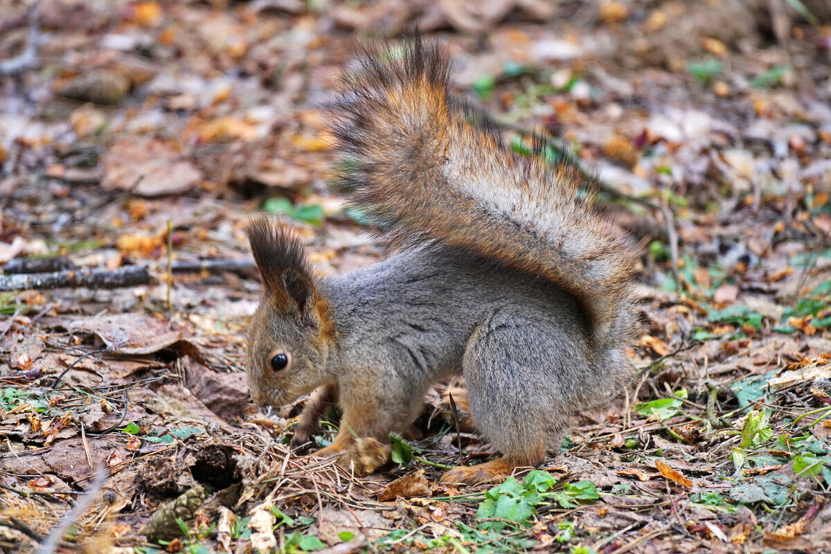 белка - Юрий Шувалов