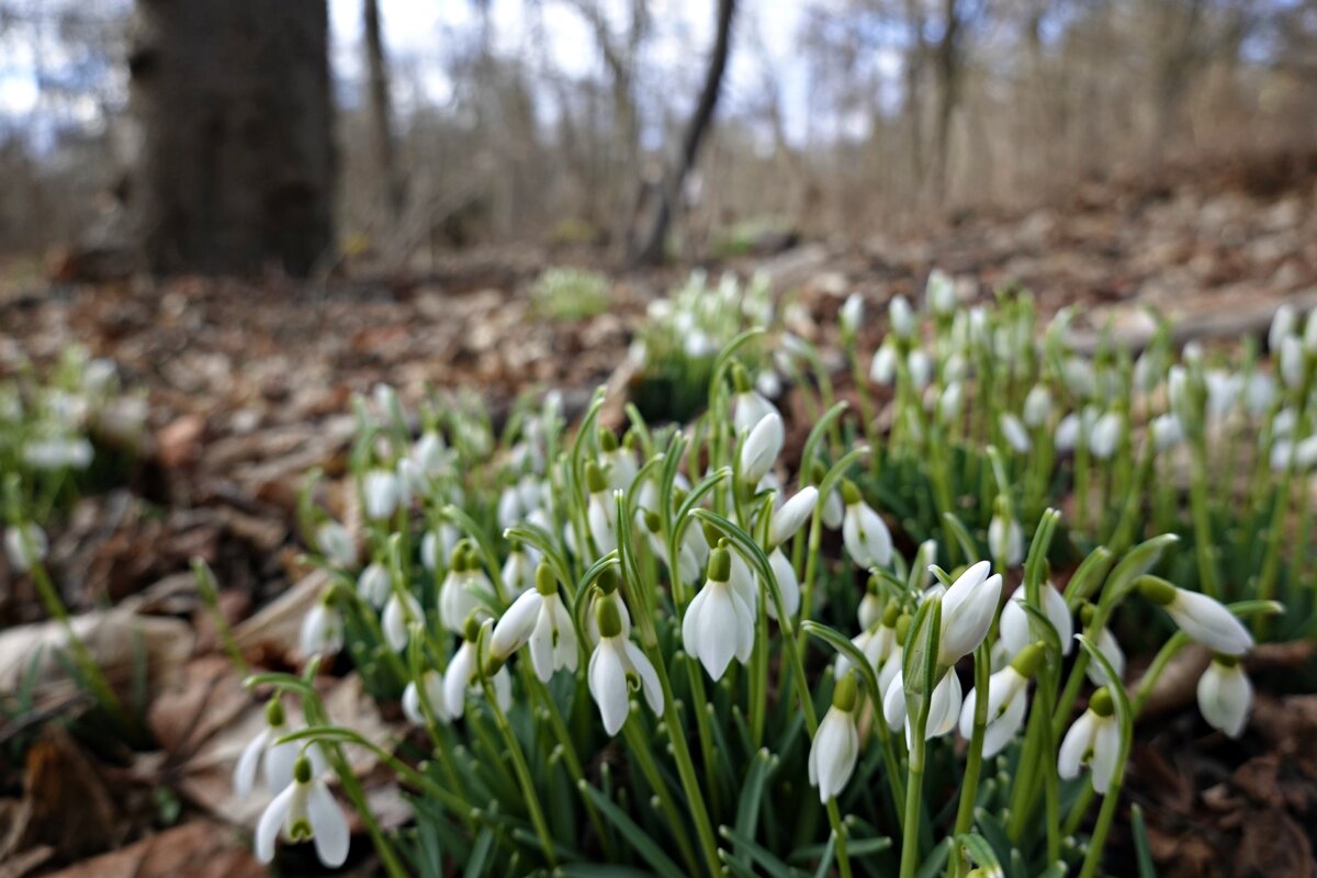 "Запахло весной!"...... - Галина 