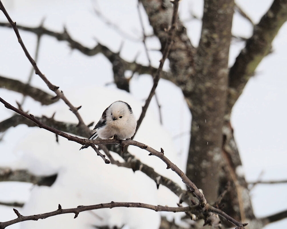 Ополовник - Мария К.
