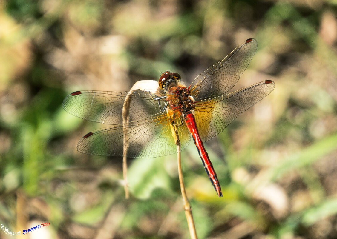 Биовертолет) - Николай Зиновьев