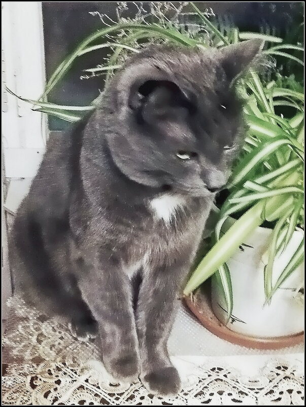 Басик - Ольга Довженко Басик - Ольга Довженко