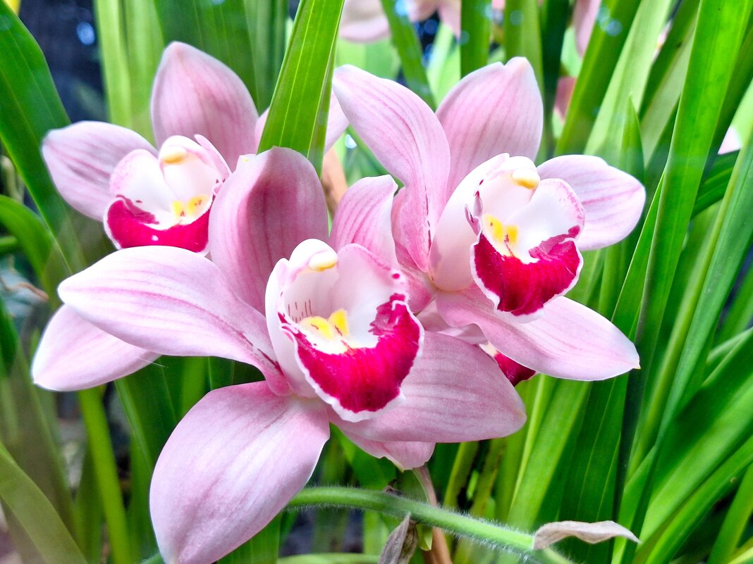 Орхидеи - Наталья Орхидеи - Наталья