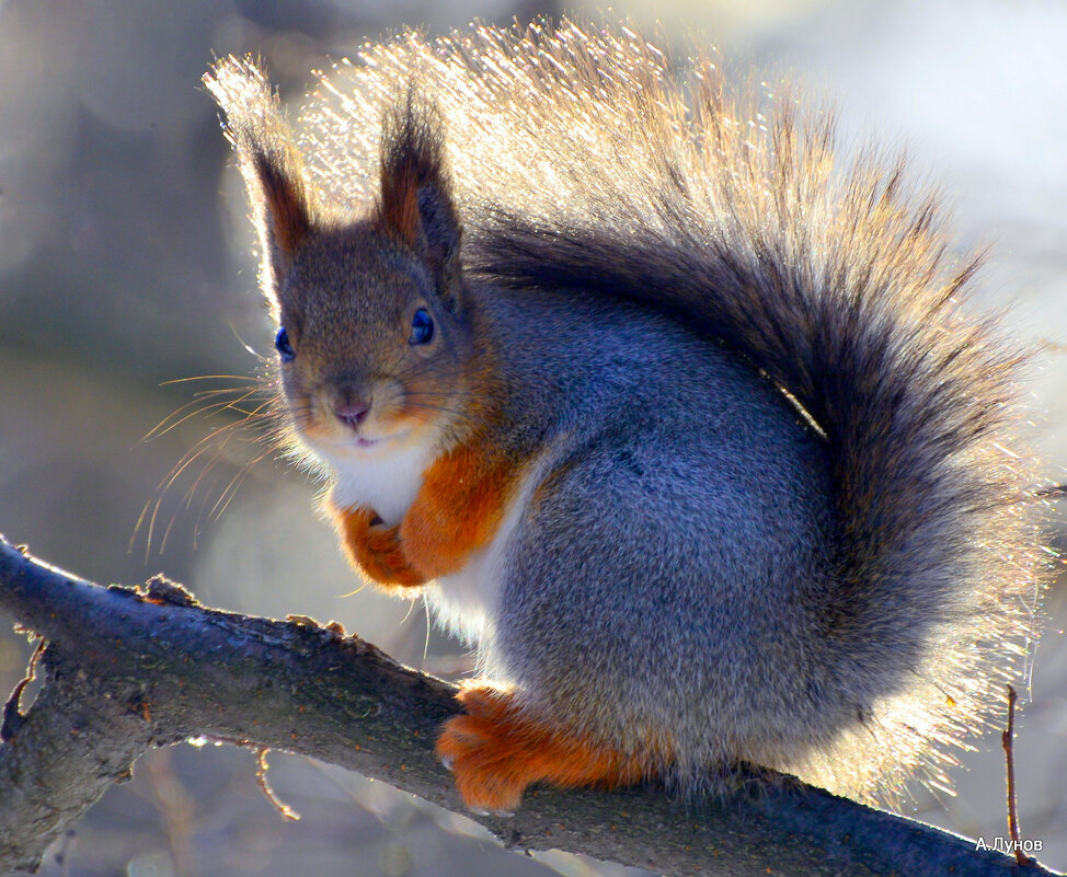 Пушистик греется на февральском солнышке... - Anatoly Lunov Пушистик греется на февральском солнышке... - Anatoly Lunov