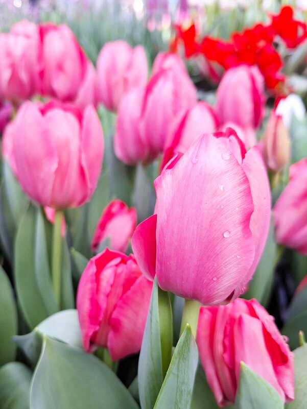 Весна близко - Наталья 