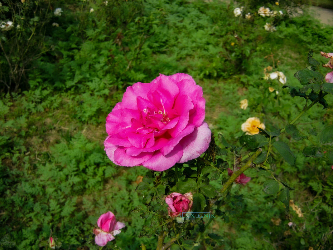 Садовая роза «Morden Centennial». - Argaman Табашник